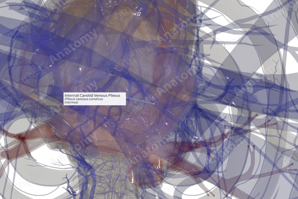 Internal Carotid Venous Plexus (Right) | Complete Anatomy