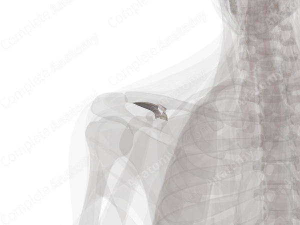 Coracoclavicular Ligament (Left)