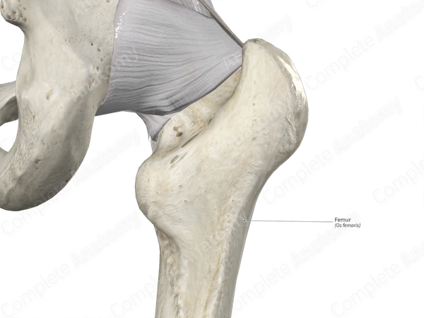Femur