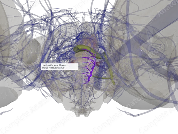 Uterine Venous Plexus (Left)