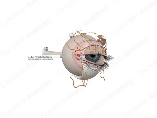 Medial Palpebral Arteries