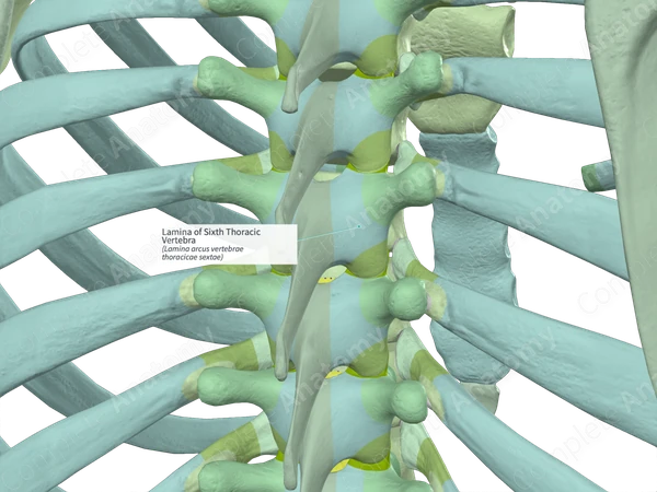 Lamina of Sixth Thoracic Vertebra (Left)