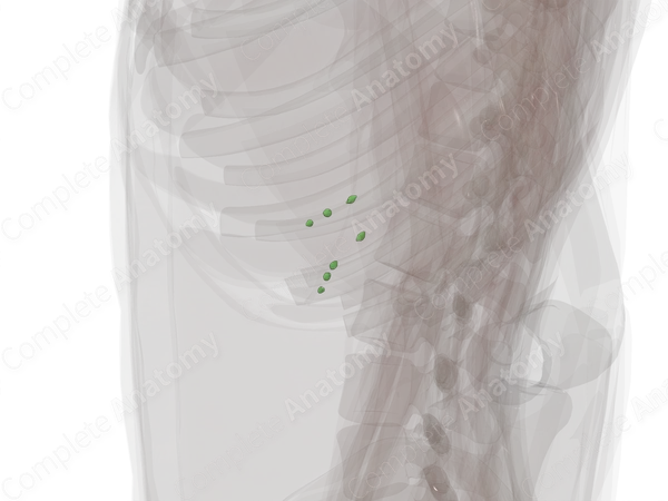 Pancreatic Nodes