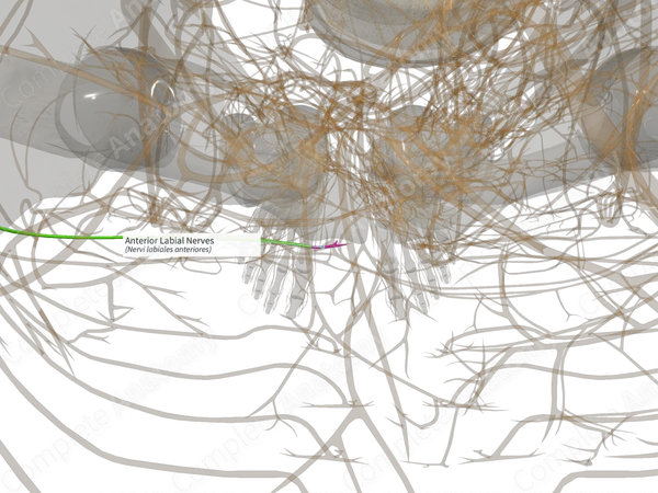 Anterior Labial Nerves (Left)