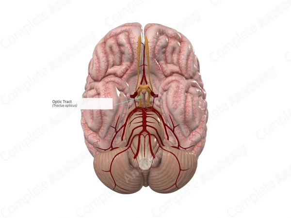 Optic Tract