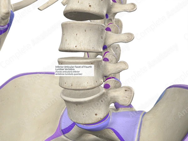 Inferior Articular Facet of Fourth Lumbar Vertebra (Left)