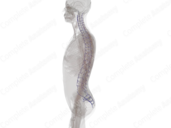 Veins of Vertebral Column