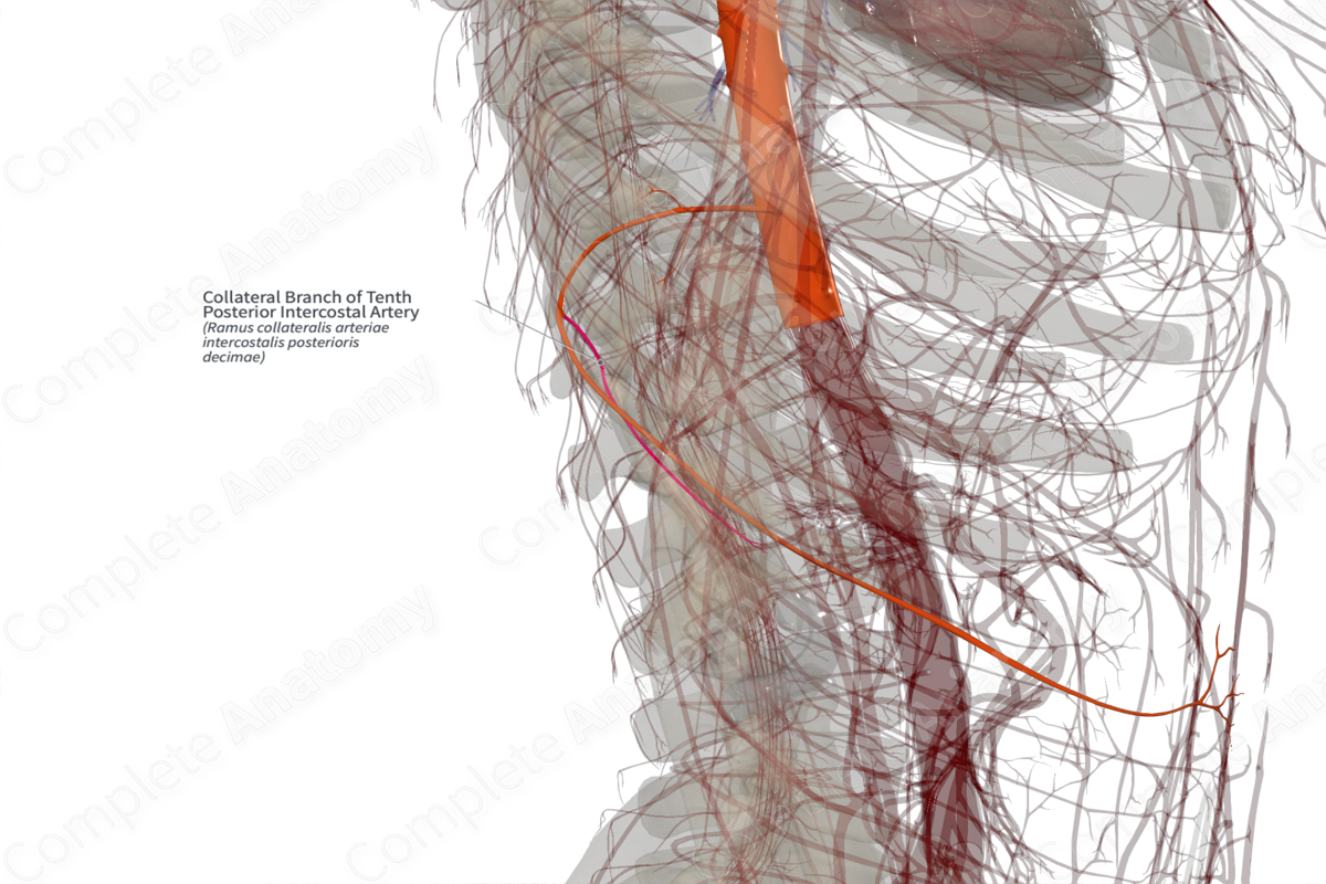 Collateral Branch of Tenth Posterior Intercostal Artery (Right)