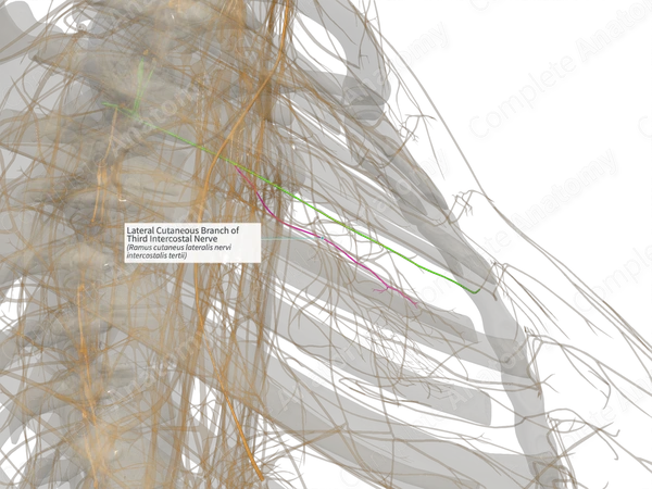 Lateral Cutaneous Branch of Third Intercostal Nerve (Left)