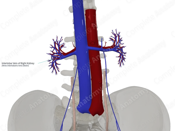 Interlobar Vein of Right Kidney