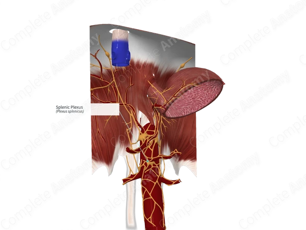 Splenic Plexus