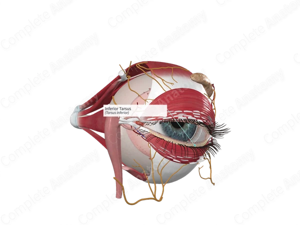 Inferior Tarsus