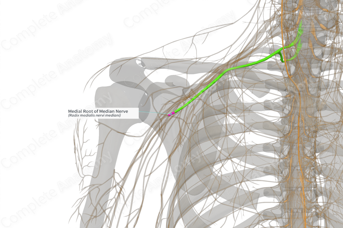 Medial Root of Median Nerve (Right)