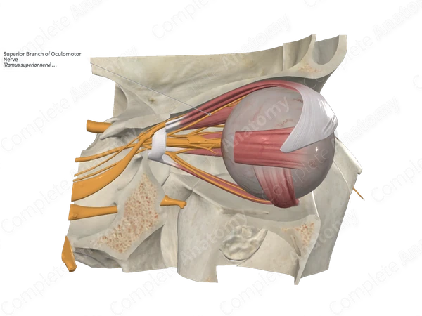 Superior Branch of Oculomotor Nerve
