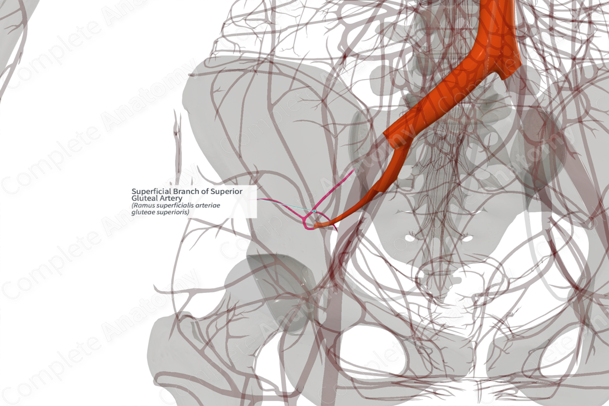 Superficial Branch of Superior Gluteal Artery (Left)