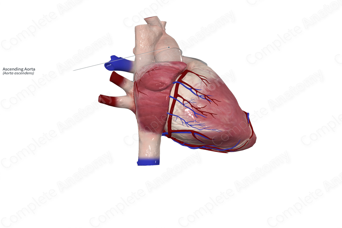 Ascending Aorta