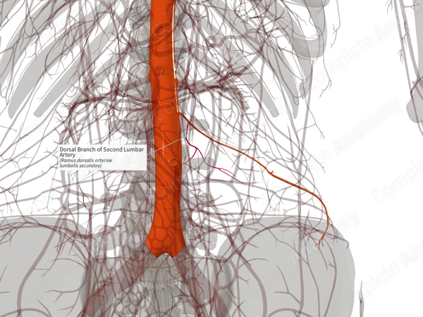 Dorsal Branch of Second Lumbar Artery (Right)
