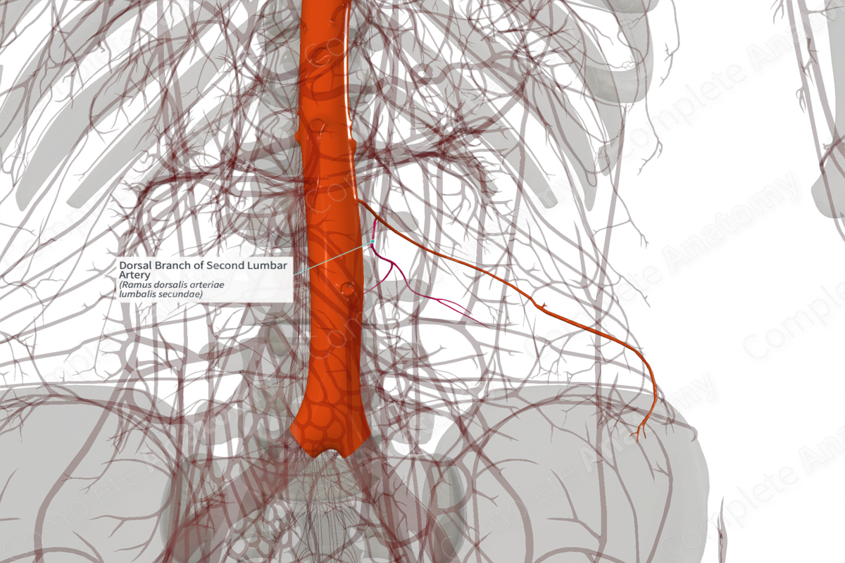 Dorsal Branch of Second Lumbar Artery (Right)