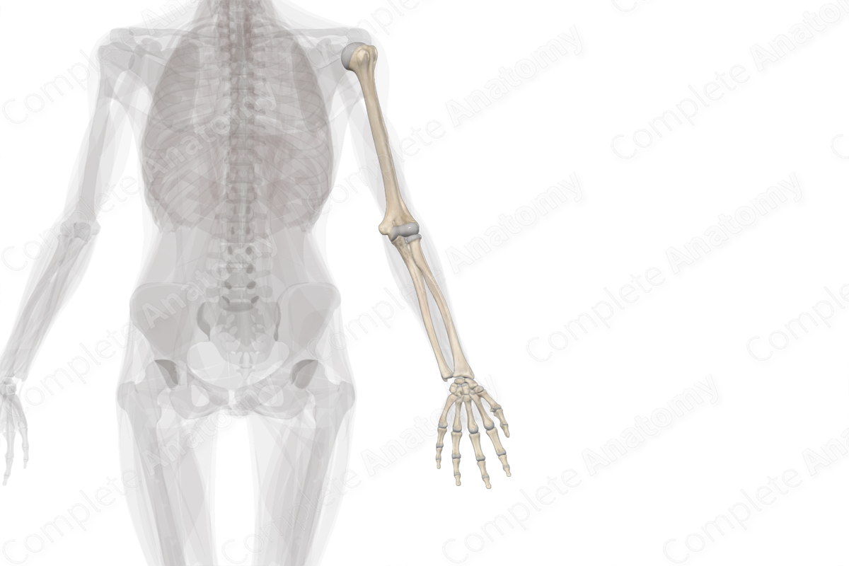 Bones of Free Part of Upper Limb (Left)
