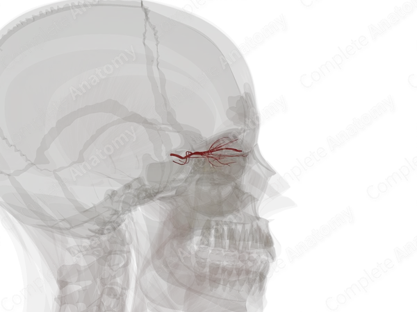 Arteries of Orbital Cavity
