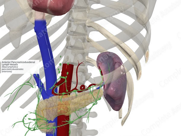 Anterior Pancreaticoduodenal Lymph Vessels