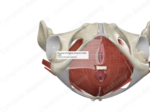 Mucosa of Vagina (Anterior Wall; Left)