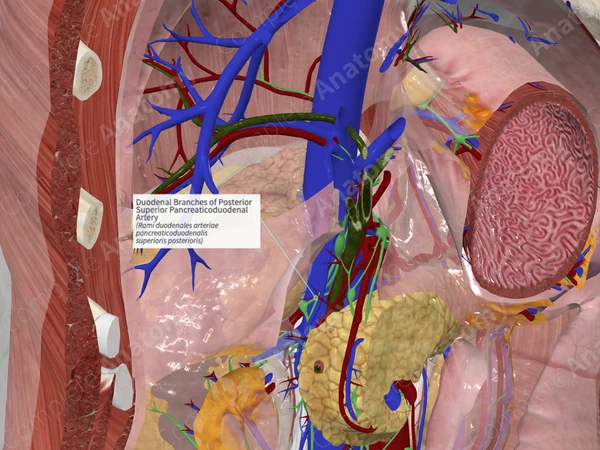 Duodenal Branches of Posterior Superior Pancreaticoduodenal Artery