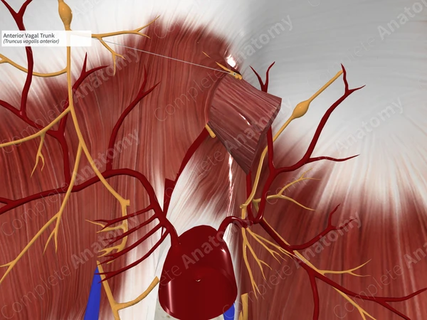 Anterior Vagal Trunk