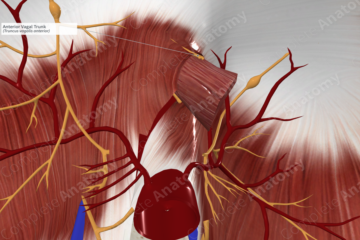 Anterior Vagal Trunk | Complete Anatomy