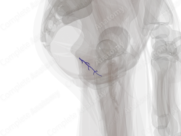 Veins of Vagina
