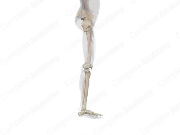 Bones of Lower Limb (Left)