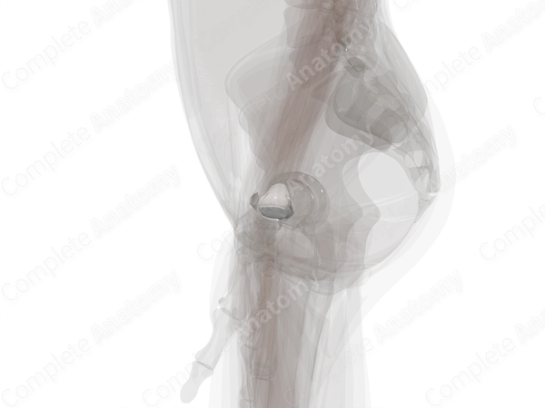 Distal Radioulnar Joint (Left)