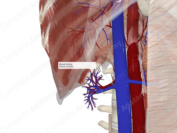 Renal Artery (Right)