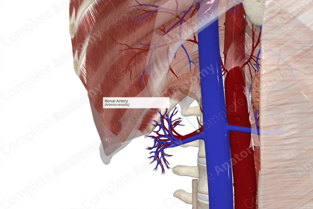 Renal Artery (Right)
