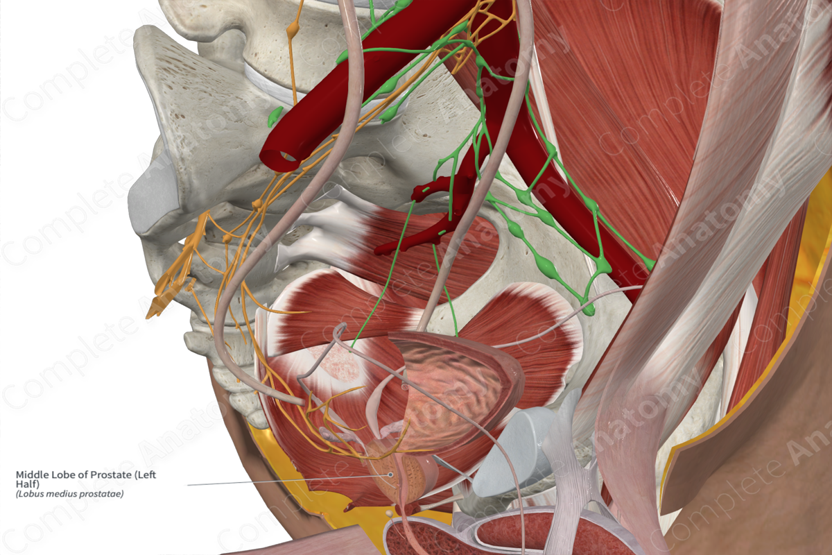 Middle Lobe of Prostate (Left Half) | Complete Anatomy
