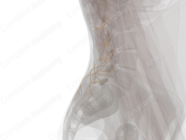 Posterior Rami of Lumbar Nerves (Left)