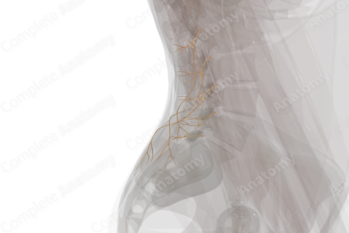 Posterior Rami of Lumbar Nerves (Left)