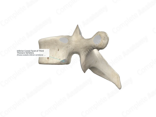 Inferior Costal Facet of Third Thoracic Vertebra 