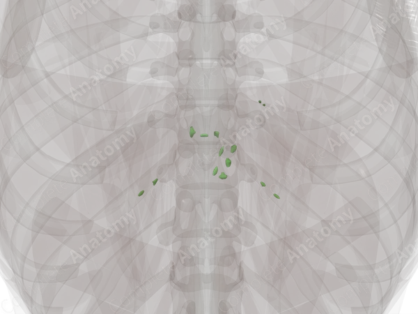 Superior Diaphragmatic Nodes