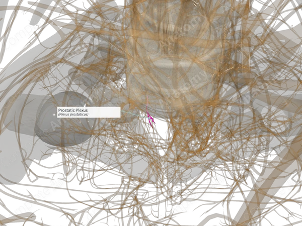Prostatic Plexus (Left)