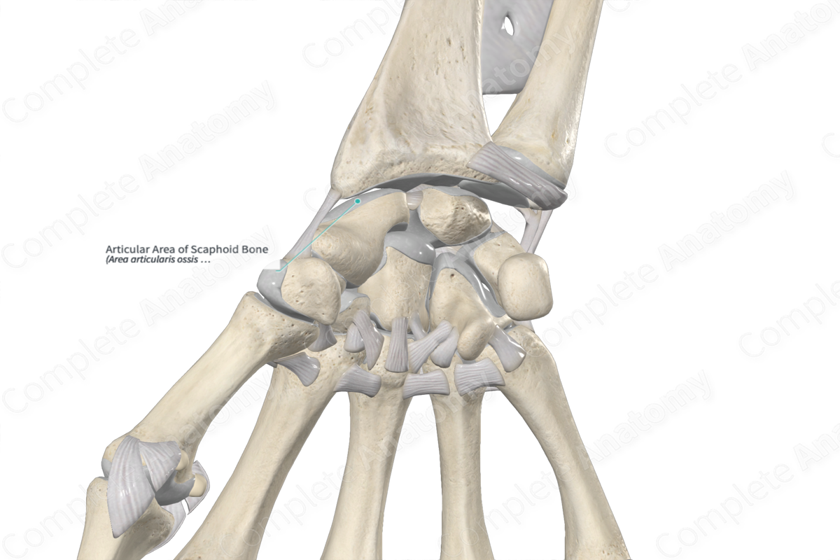 Articular Area of Scaphoid Bone 