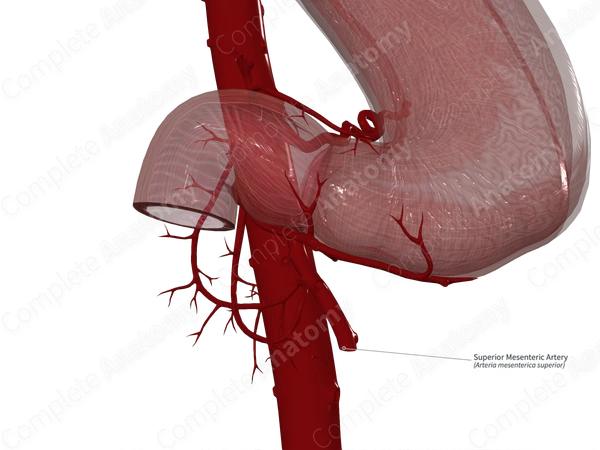 Superior Mesenteric Artery