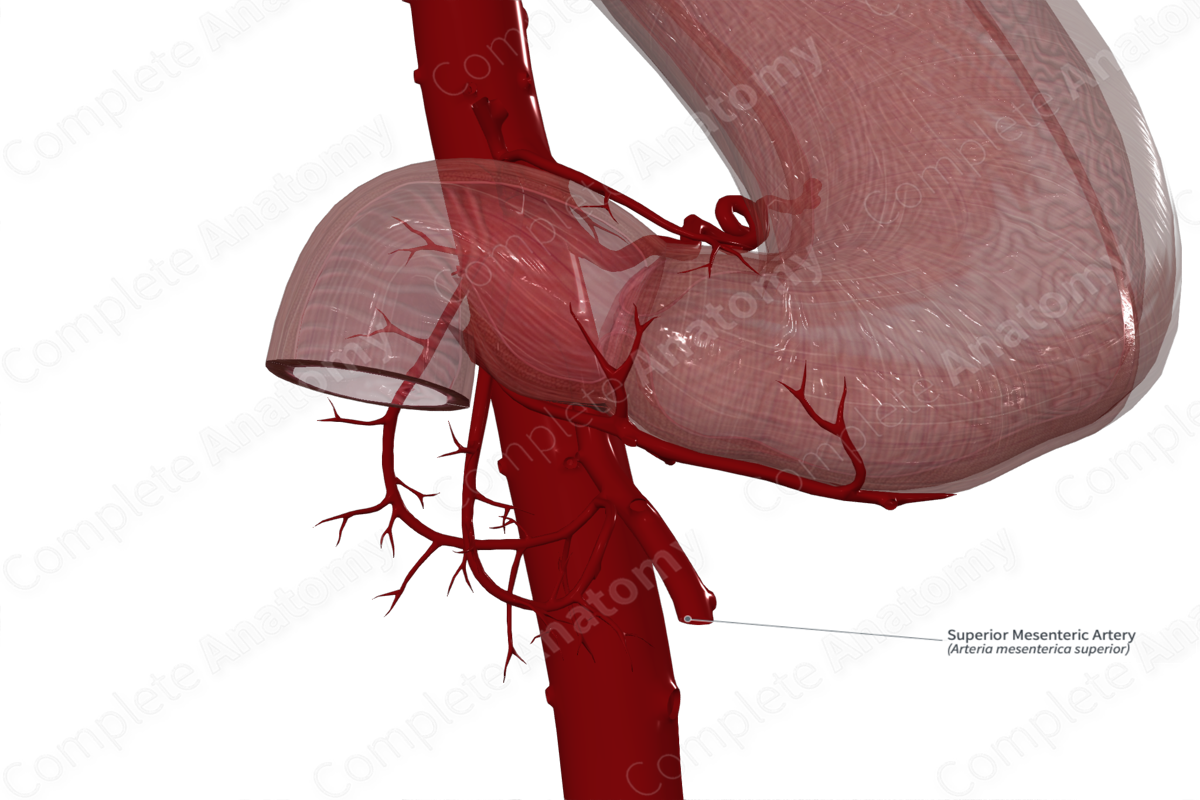 Superior Mesenteric Artery