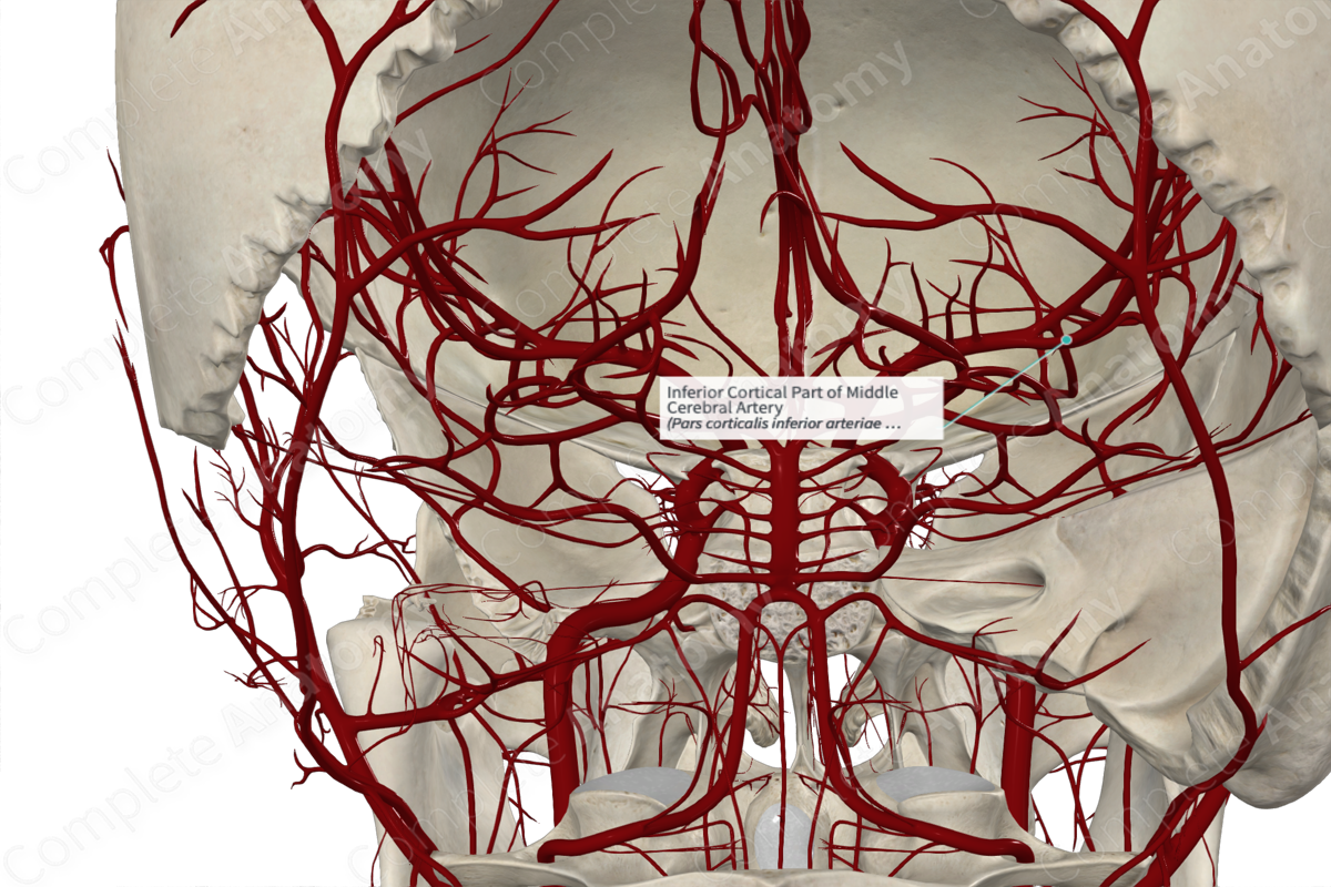 Inferior Cortical Part of Middle Cerebral Artery 