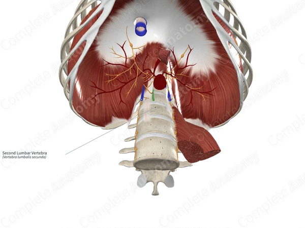 Second Lumbar Vertebra