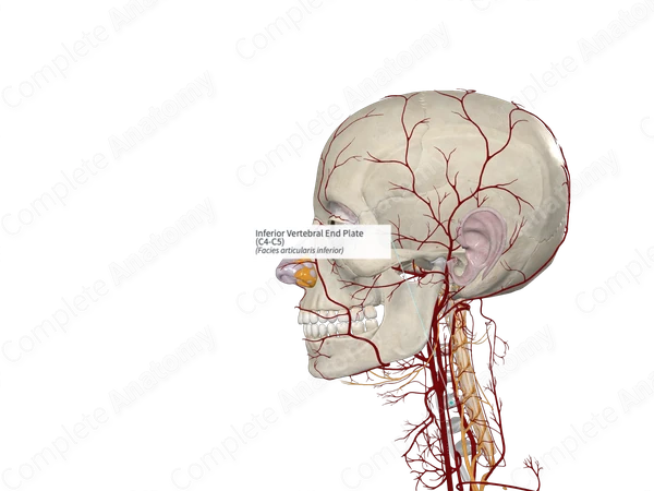 Inferior Vertebral End Plate (C4-C5)