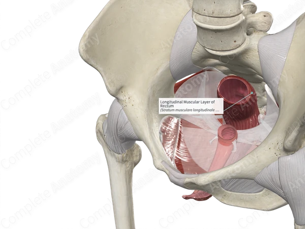 Longitudinal Muscular Layer of Rectum 
