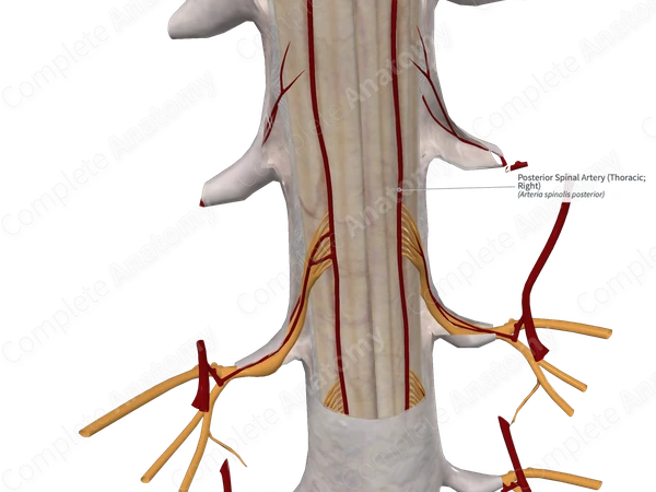 Posterior Spinal Artery (Thoracic; Right)