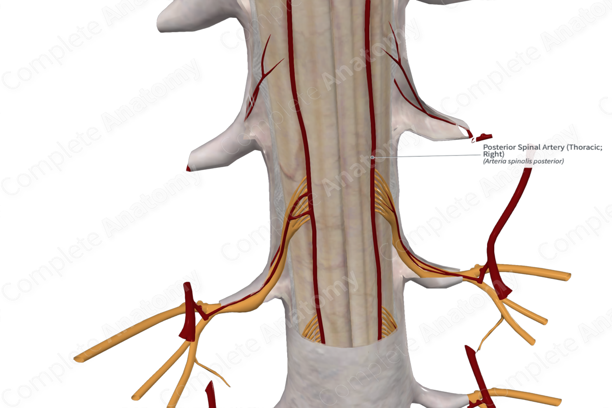 Posterior Spinal Artery (Thoracic; Right)