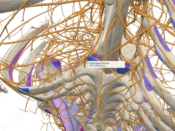 Esophageal Nerves